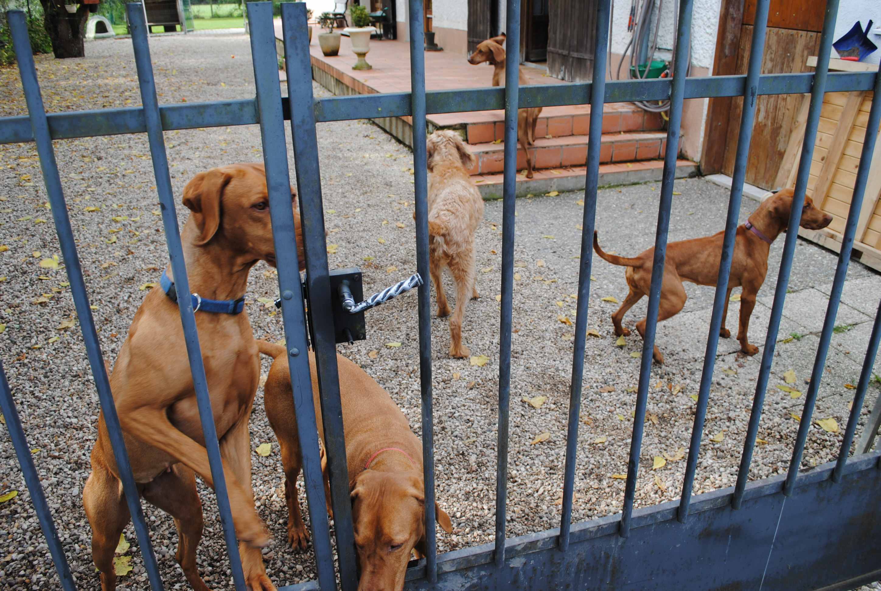 Vizsla Kennel - Göpf Rieder