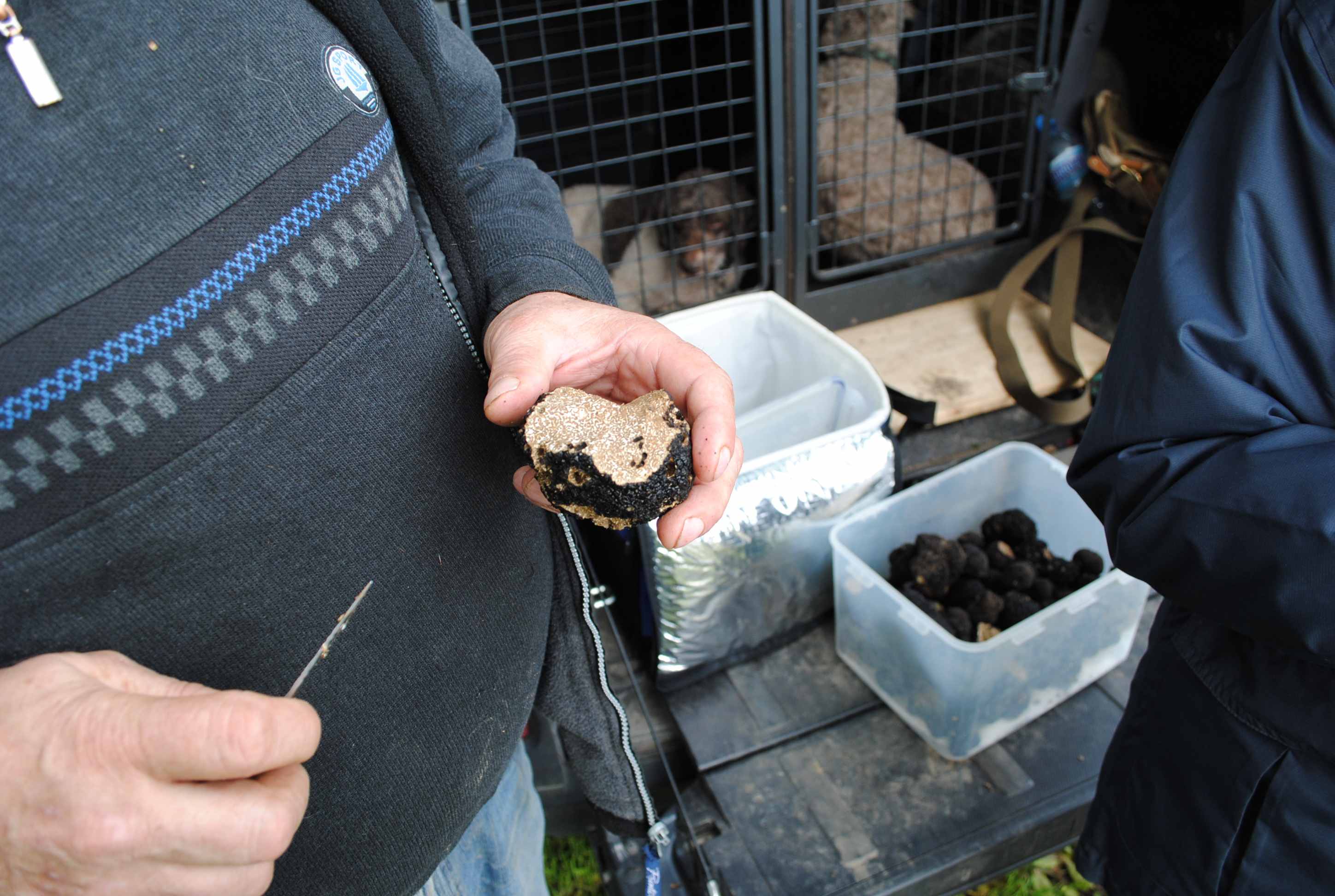 Large Black Perigord Truffle