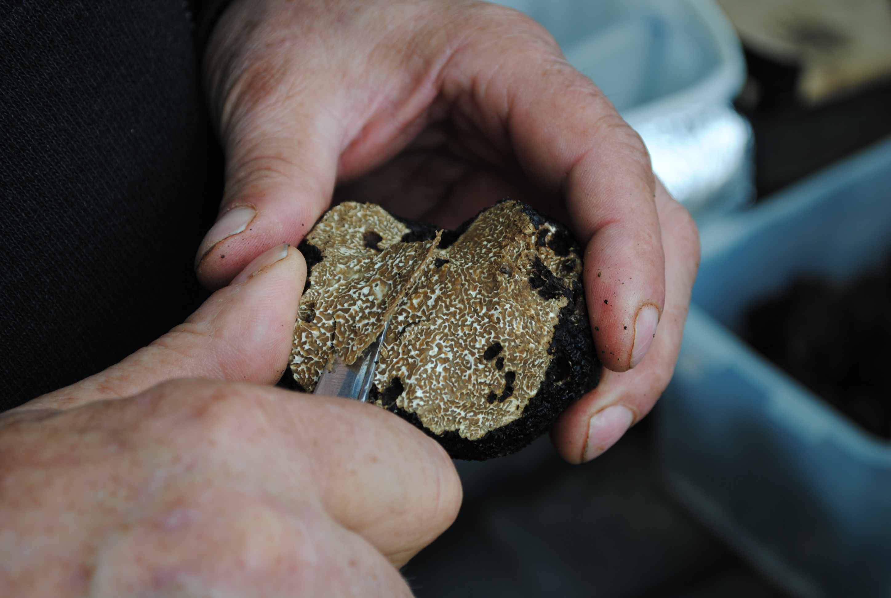 Shavings of Black Truffles