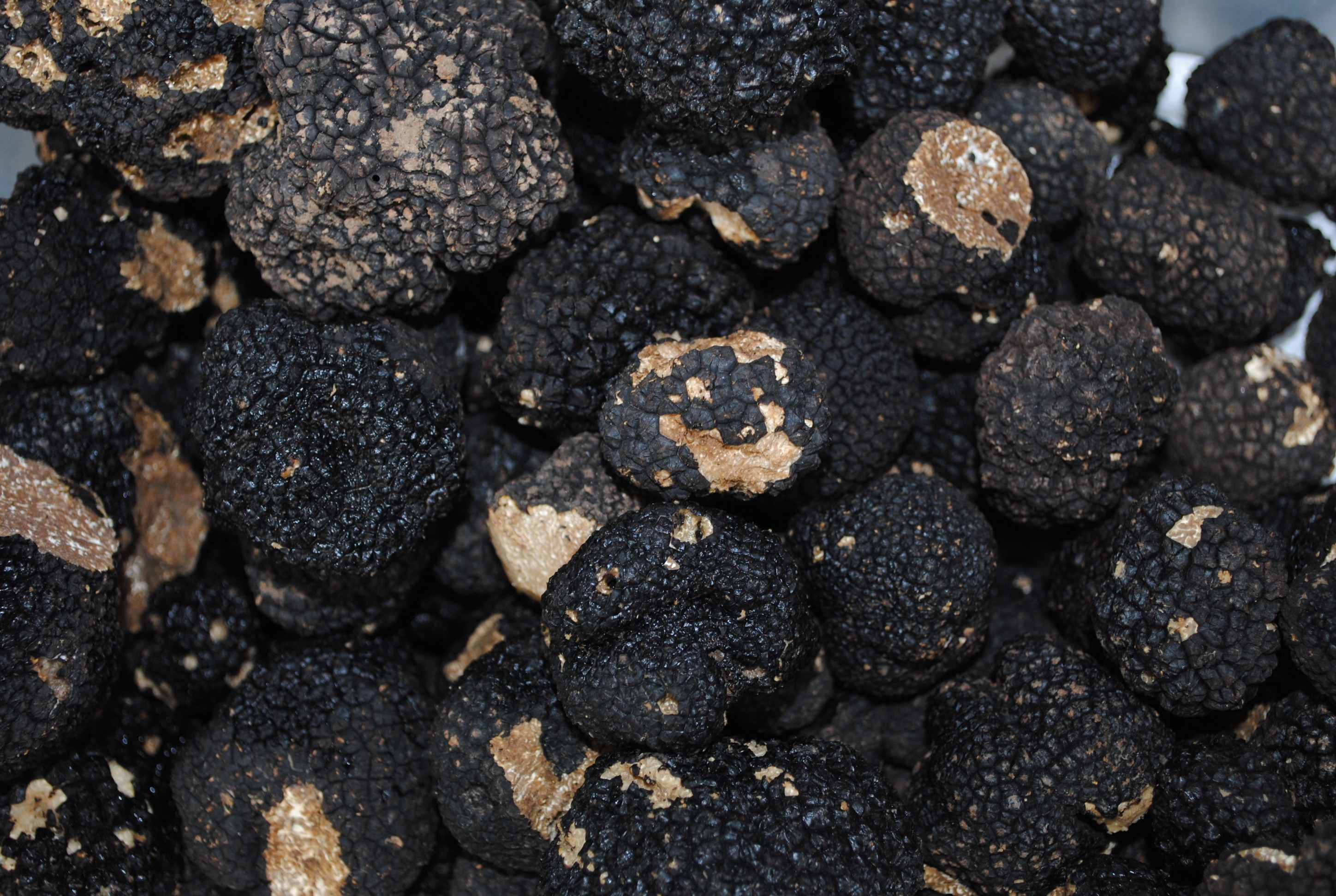 Fresh Black Truffles