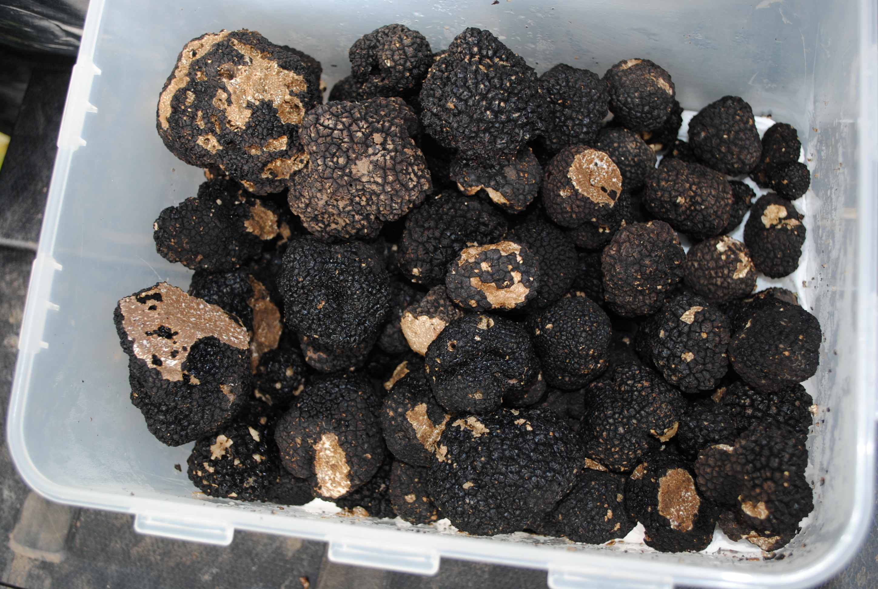 Fresh Black Truffles