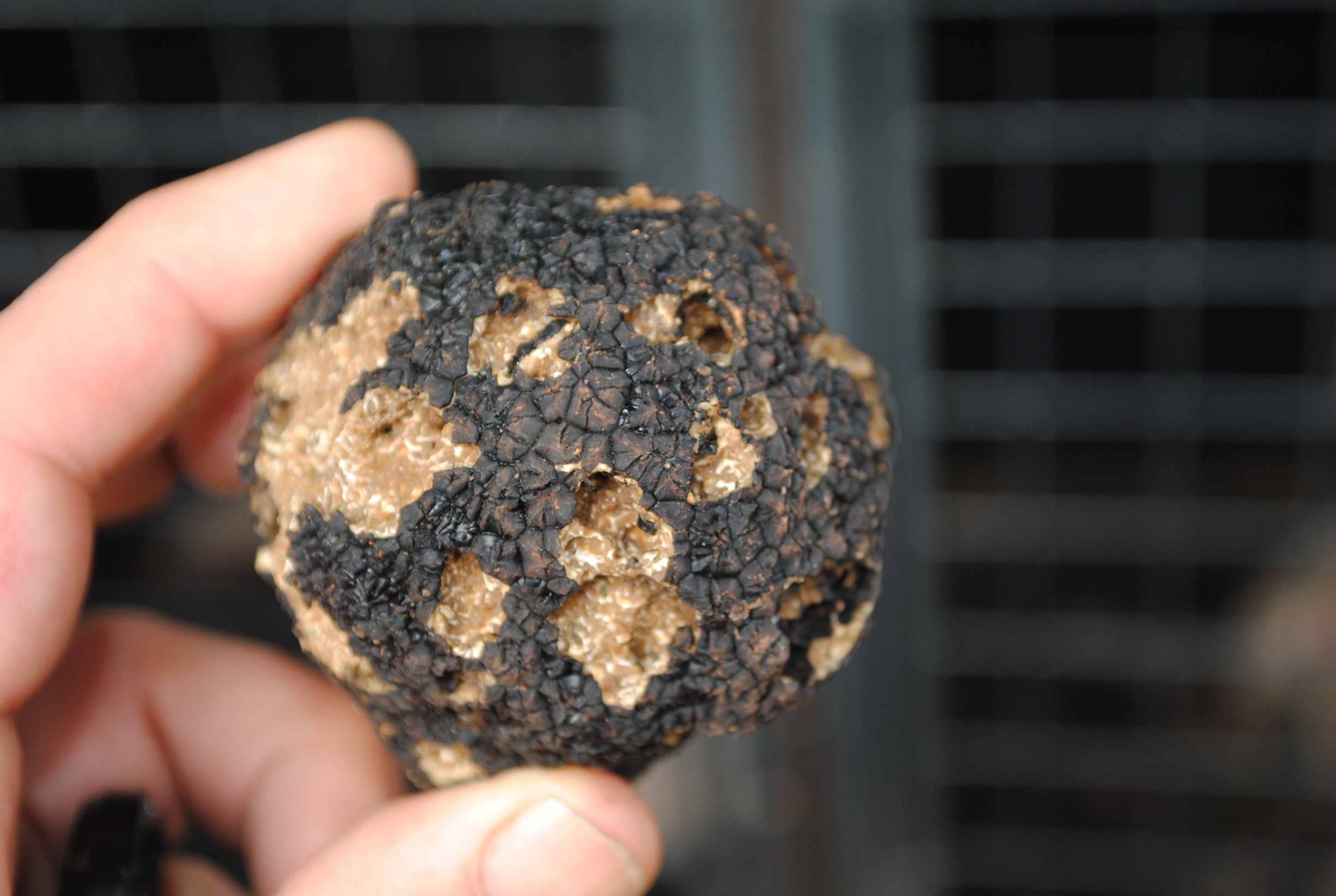 Black truffle damaged by a beetle