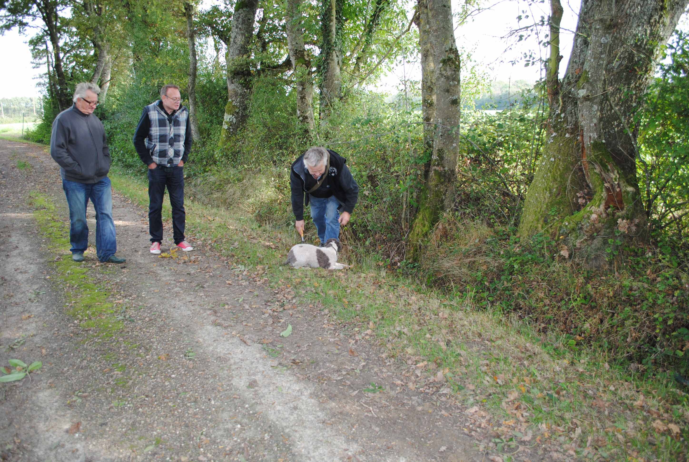  Lagotto Romagnolo finds Truffle