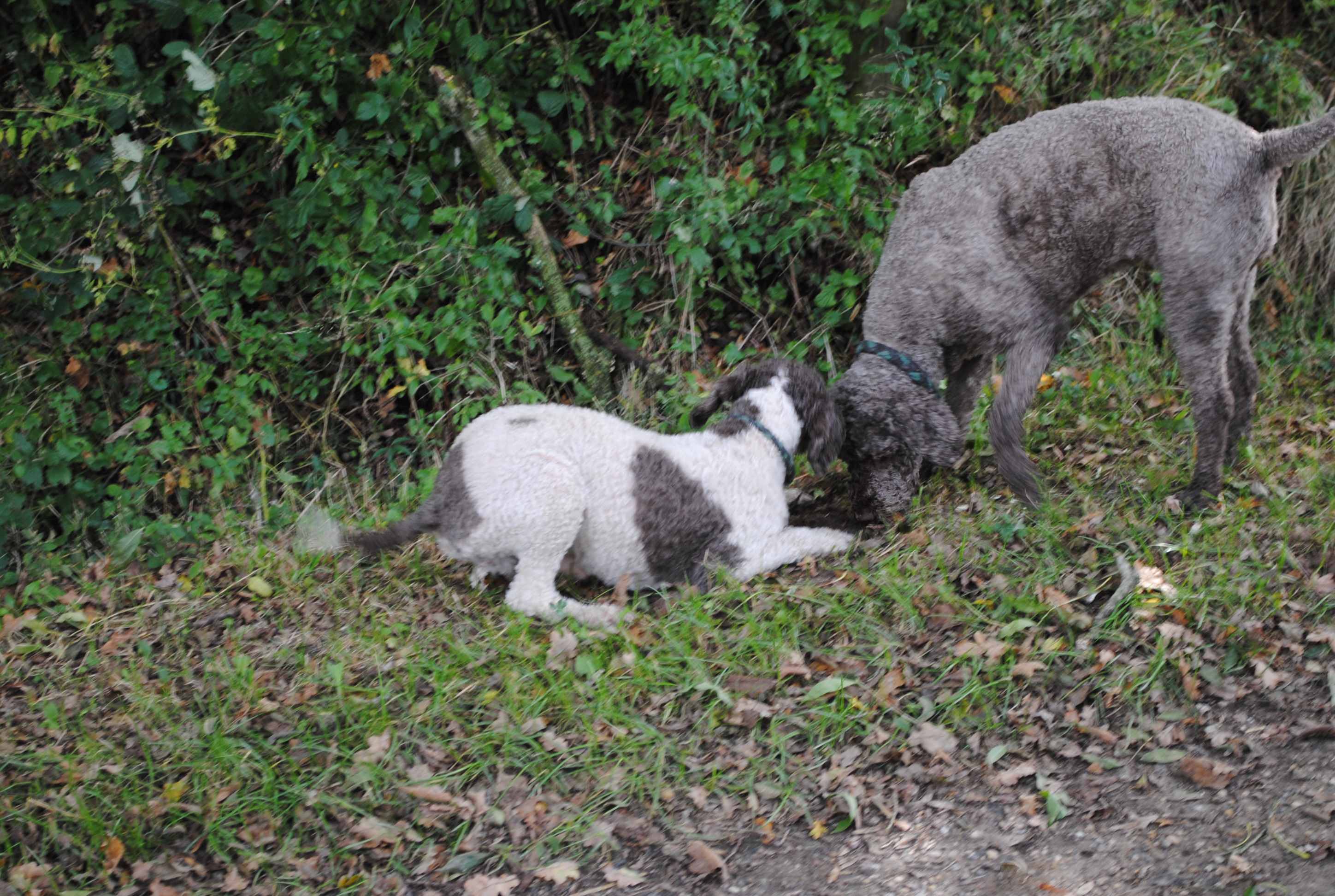  Lagotto Romagnolo