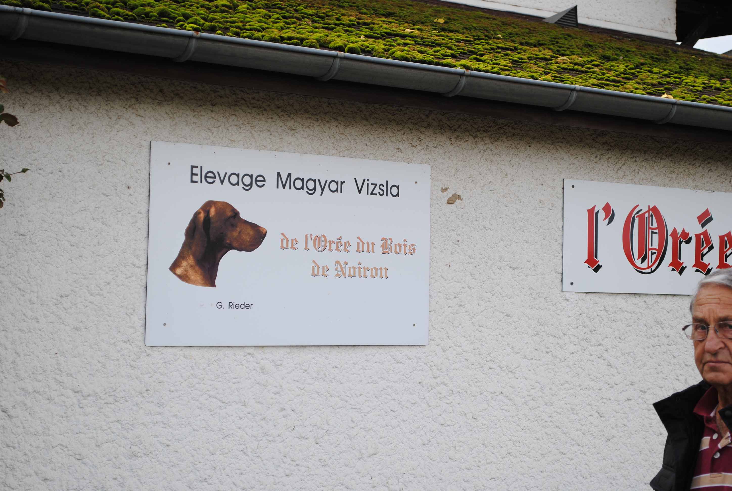 Vizsla Breeder de lOrée du Bois de Noiron