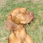 Female Vizsla