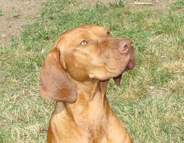 Female Vizsla