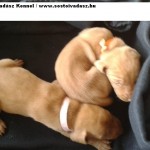 Baby Vizsla Puppies