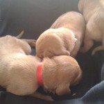 Baby Vizsla Puppies