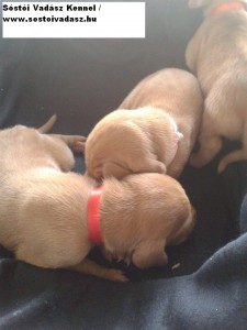 Baby Vizsla Puppies