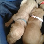 Baby Vizsla Puppies from Hunagary