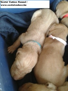 Baby Vizsla Puppies from Hunagary
