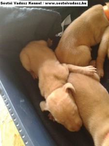 Baby Vizsla Puppies from Hunagary