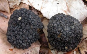Black Truffles Europe - Tuber Uncinatum