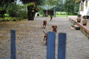 Vizsla Breeder de lOrée du Bois de Noiron