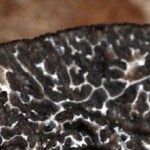 cropped-black-truffle.jpg