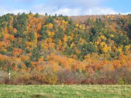 Truffle Forest