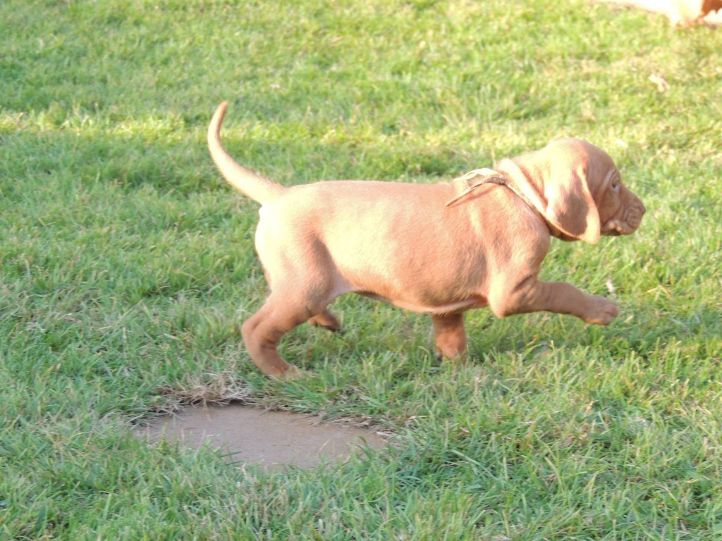 Female Vizsla Puppy Pointing