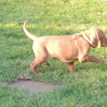 Female Vizsla Puppy Pointing