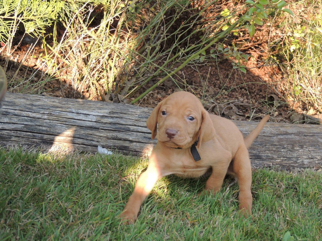 Male Vizsla Puppy