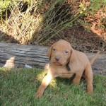 Male Vizsla Puppy