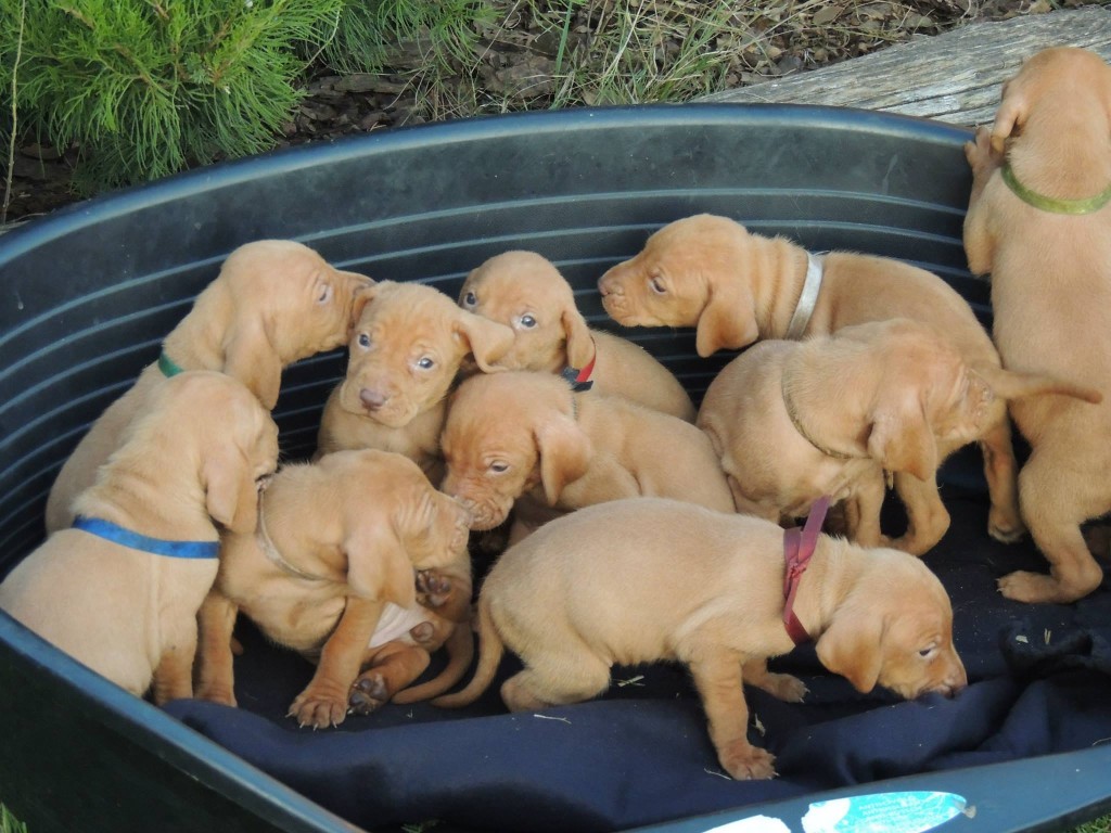 Vizsla Puppies 4 weeks old