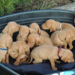 Vizsla Puppies 4 weeks old