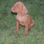 Female Magyar Vizsla Puppy