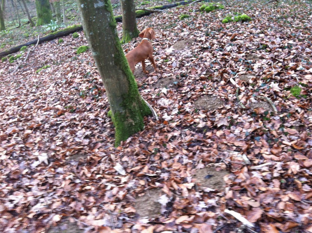 Hungarian Vizsla Hunting Dog Training