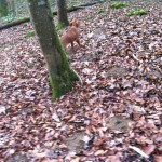 Hungarian Vizsla Hunting Dog Training