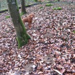 Magyar Vizsla Hunting Dog