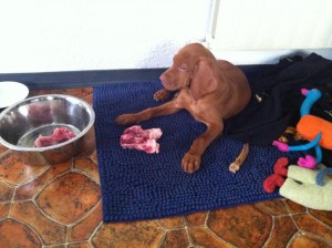 Raw Feeding-BARF-Vizsla