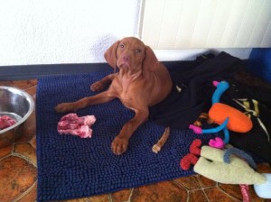 Raw Feeding-BARF-Vizsla Puppy