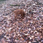 Searching Truffles With Dogs