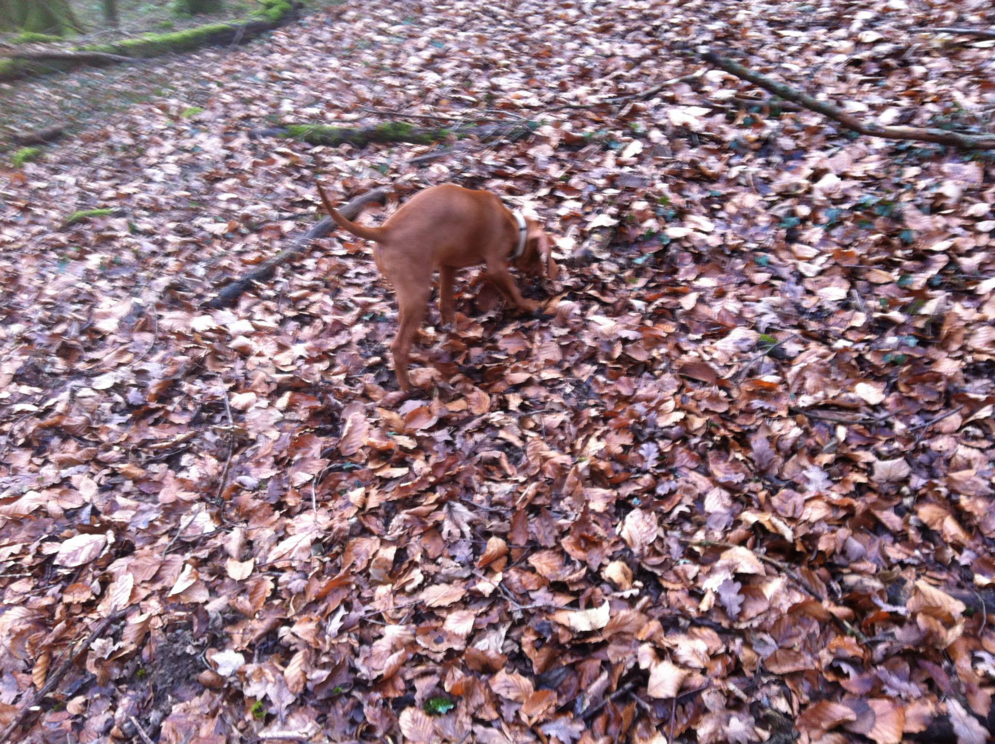 Truffle Find Hunting Black Truffles