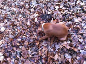 Truffle training dogs hunt by sniffing - Canine Scent work