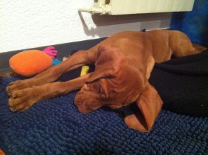 Vizla Puppy 11 weeks