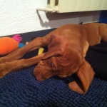 Vizla Puppy 11 weeks.2