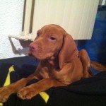 Vizsla Female Puppy