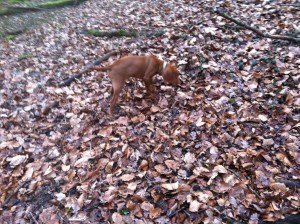 Vizsla scent tracking and training