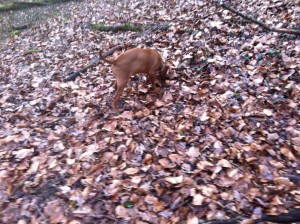 How to train a dog to search for truffles