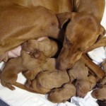 Birth-Of-Tulipanko-Female-Vizsla