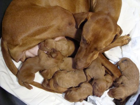 18 Hours After Birth – Vizsla Puppies